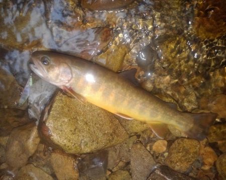 沢でイワナ釣り